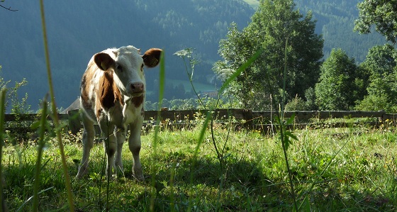 Urlaub auf dem Bauernhof - Kalb