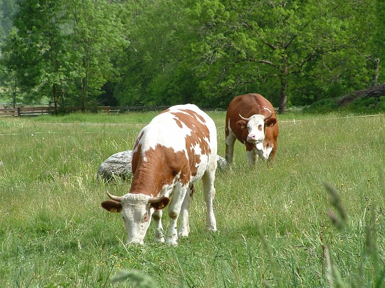 Urlaub auf dem Bauernhof - Kühe